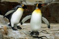 King penguin (Aptenodytes patagonicus).