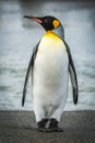 King penguin on beach with water behind Royalty Free Stock Photo