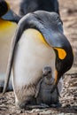 King penguin bending down to preen chick Royalty Free Stock Photo