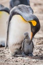 King penguin bending to preen grey chick Royalty Free Stock Photo