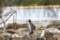 King Penguin on Bruny Island for catastrophic moult