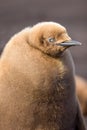 King Penguin Chick Close up portrait.