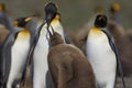 King Penguin and chick in the Falkland Island Royalty Free Stock Photo