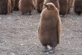 King Penguin Chick - Falkland Islands Royalty Free Stock Photo