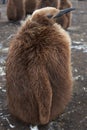 King Penguin Chick - Falkland Islands Royalty Free Stock Photo