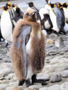 King Penguin chick Royalty Free Stock Photo