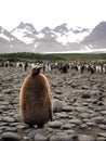 King Penguin chick Royalty Free Stock Photo