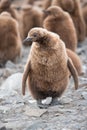 King penguin chick in South Georgia, Antarctica Royalty Free Stock Photo