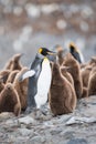 King penguin and chick in South Georgia, Antarctica Royalty Free Stock Photo