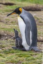 King Penguin and chick - Volunteer Point - Falkland Islands Royalty Free Stock Photo