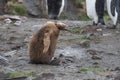 King penguin chick walking against the wind Royalty Free Stock Photo