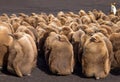 King Penguin Chicks in creche at Volunteer Point. Royalty Free Stock Photo