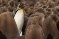 King Penguin and chicks in the Falkland Islands