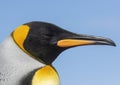 King Penguin close up. Royalty Free Stock Photo
