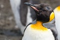 King penguin close-up Royalty Free Stock Photo