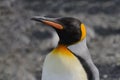 King penguins head close up