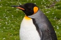 King penguin close-up Royalty Free Stock Photo