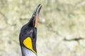 King penguin close up portrait with its head up