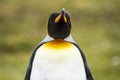 King Penguin - Closeup