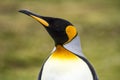 King Penguin - Closeup