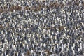 King Penguin Colony