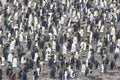 King Penguin Colony Royalty Free Stock Photo