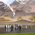 King Penguin Colony, Antarctica