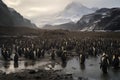 King penguin colony in Antarctica. The king penguin - Aptenodytes patagonicus