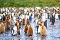 King penguin colony - Aptendytes patagonica -  brown fluffy chicks and adult penguins, South Georgia Royalty Free Stock Photo