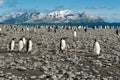 King penguins in beautiful landscape with snow covered mountains, South Georgia Royalty Free Stock Photo