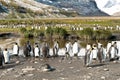 King penguins in beautiful landscape with snow covered mountains, South Georgia Royalty Free Stock Photo