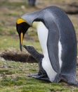 King Penguin Colony - Falkland Islands Royalty Free Stock Photo