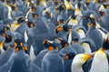 King penguin colony. Many birds together, in Falkland Islands. Wildlife scene from nature. Animal behaviour in Antarctica. Penguin