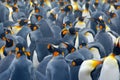 King penguin colony. Many birds together, in Falkland Islands. Wildlife scene from nature. Animal behaviour in Antarctica. Penguin Royalty Free Stock Photo
