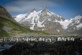 King penguin colony and mountains, South Georgia Island Royalty Free Stock Photo