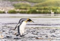 King Penguin - colony in Salisbury Plain a vast plain washed out by the Grace Glacier on South Georgia Royalty Free Stock Photo