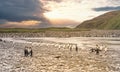 King Penguin - colony in Salisbury Plain a vast plain washed out by the Grace Glacier on South Georgia Royalty Free Stock Photo