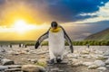 King Penguin - colony in Salisbury Plain a vast plain washed out by the Grace Glacier on South Georgia Royalty Free Stock Photo