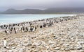 King Penguin - colony in Salisbury Plain a vast plain washed out by the Grace Glacier on South Georgia Royalty Free Stock Photo