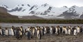 King penguin colony in South Georgia Antarctica Royalty Free Stock Photo