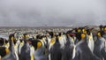 King Penguin Colony, South Georgia.