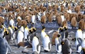 King penguin colony on South Georgia Island Royalty Free Stock Photo