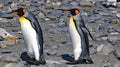 King penguin colony on South Georgia Island Royalty Free Stock Photo