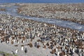 King penguin colony