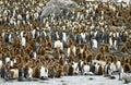 King Penguin Colony-St. Andrews Bay, South Georgia