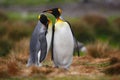 King penguin couple cuddling in wild nature with green background Royalty Free Stock Photo