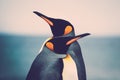 King Penguin couple