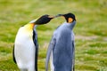 King penguins - Aptendytes patagonica - mating rituals Gold Harbour, South Georgia Royalty Free Stock Photo