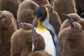 King Penguin creche in the Falkland Islands Royalty Free Stock Photo