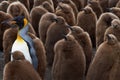 Adult King Penguin Stands of from the Crowd in a Creche Royalty Free Stock Photo